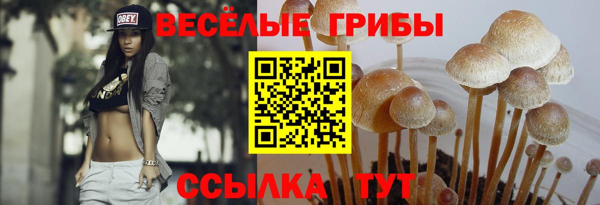 Псилоцибиновые грибы Magic Shrooms  Псилоцибиновые грибы прущие грибы  Людиново  где найти наркотики  Вход с VPN 